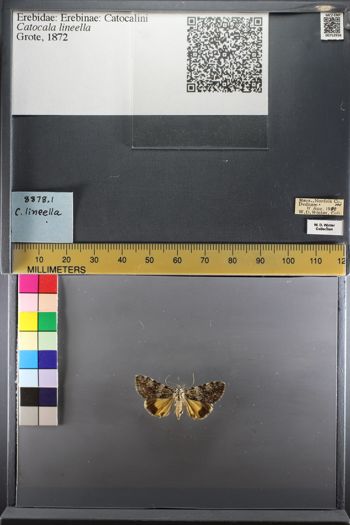 Media type: image;   Entomology 753936